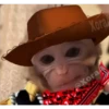 🐒⌛Various Monkey's⌛🐒 (tx2wfhz7dc)