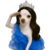 Princesa Chihuahua 👑💙 (fbgmd8q5pk)