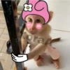 🐒⌛Various Monkey's⌛🐒 (c4pbvg9ytz)
