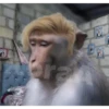 🐒⌛Various Monkey's⌛🐒 (3gbcfrxnz6)