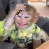 🐒⌛Various Monkey's⌛🐒 (6wqpcjs74d)