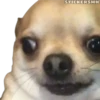 🐶Chihuahua🐶