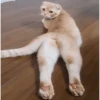 🔥𑄝GATOS HORNY/HORNY CATS𑄝🔥 (yznjmdgvs8)