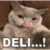 🔥𑄝GATOS HORNY/HORNY CATS𑄝🔥 (xtjpbfzyh5)
