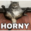 🔥𑄝GATOS HORNY/HORNY CATS𑄝🔥 (c7jy82pdr3)