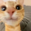 قط أحمق