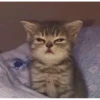 قط صغير غاضب