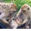 Monke (n2fytk8jdh)