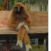 Monke (kth9npr873)