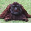 Monke (5mjt27dbrc)