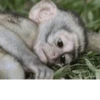 Monke (tvmbc8zq3w)