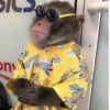 Monke (qkz73dyg4j)