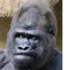 Monke (gkx5swqnh9)