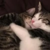 قطط؟؟ قطط!! قطط <33 (8xpybvgkd6)