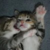 قطط؟؟ قطط!! قطط <33 (wjmv26ct7y)