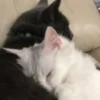 قطط؟؟ قطط!! قطط <33 (7k5byfmn39)