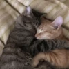 قطط؟؟ قطط!! قطط <33 (s67m3j4nq2)