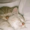 قطط؟؟ قطط!! قطط <33 (2hd7tv8cqz)