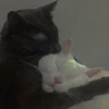 قطط؟؟ قطط!! قطط <33 (3hnjkp4265)
