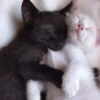 قطط؟؟ قطط!! قطط <33 (bx3cwvhdsy)