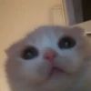 قطط؟؟ قطط!! قطط <33 (vkjyd6ws47)
