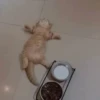 قطط؟؟ قطط!! قطط <33 (js6tfghbqc)