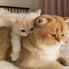 قطط؟؟ قطط!! قطط <33 (zcjr6q2kfh)