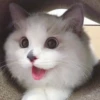 قطط؟؟ قطط!! قطط <33 (hdmrq4wx2f)