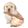 ¿puppy? (by @typiestikeriegorika) (4nf7pr865m)