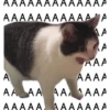 قط أأأأ