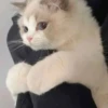 قطة ملتصقة