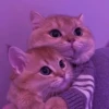 ثنائي لطيف