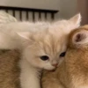 عناق صغير