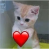 قطة تمسك قلب