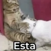 Mix de Animalitos! 🐶 (bzxpgyk6f3)