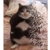 قطط حزينة ومكتئبة (b8dr9g5qpw)