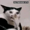 задолбанные котики by (xd9pmy7ckb)