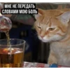 задолбанные котики by (3dm8jtfwp5)
