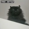 задолбанные котики by (fsrzvmc3yp)