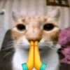 Fucking kity