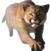 في الصيد