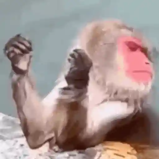 ميمات مضحكة  (dk7sq9vmyp)