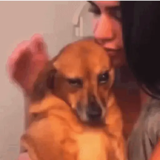 Dog gifs 2 (kmf372rw8s)