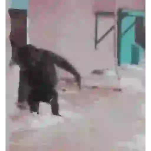 القرد الراقص 🐒 (d2p6nh3vc4)
