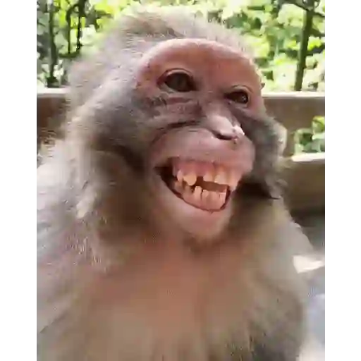 Meme😹 (stkh4n79x6)
