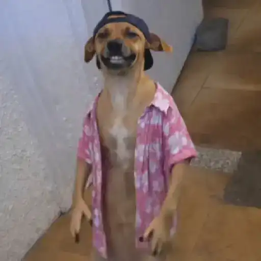 Perro Cool 😎 (vpjgbm276q)