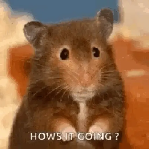 الهامستر 🐁🩷🐀 (xszjpn5f64)