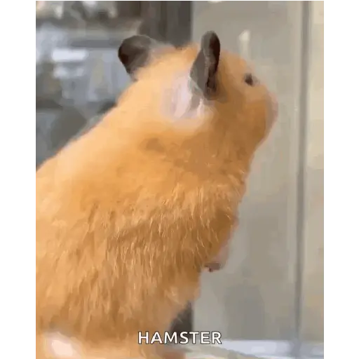 الهامستر 🐁🩷🐀 (68zpsfw7q9)