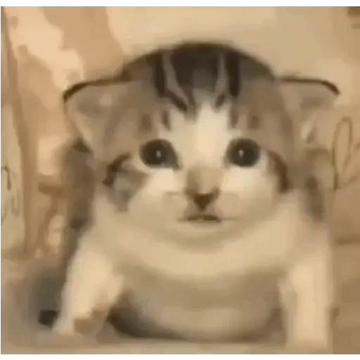 Kucing lucu (zytjq765ch)
