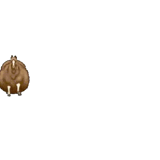 Spinning Horse (Fat Horse) 💫🐎 (f53v29p7xy)